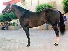 Caballo charro