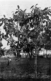 Ficus laurifolia