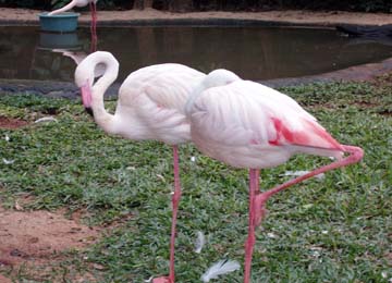 Flamencos